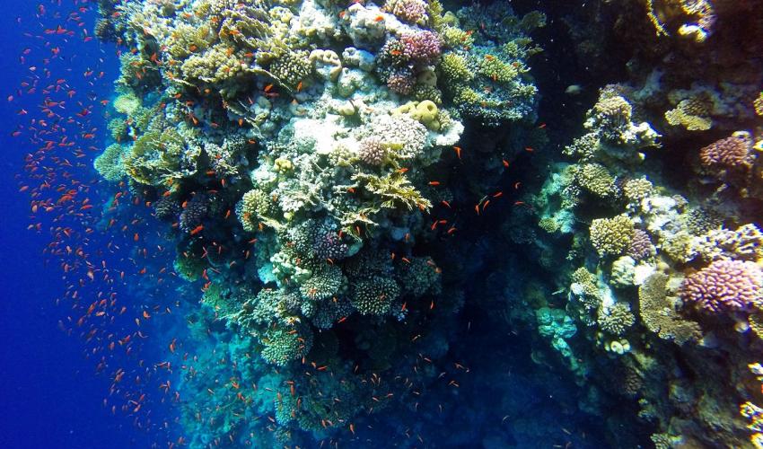 Click to open image!