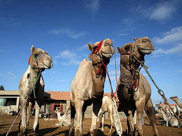 Click to open image!