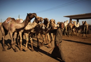 Half Day Tour to Camel Market of Birqash